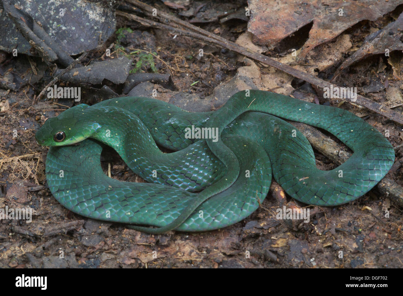 Un vellutato Swamp Snake [Liophis typhlus typhlus] sul suolo della foresta nella foresta pluviale amazzonica di Loreto, Perù. Foto Stock