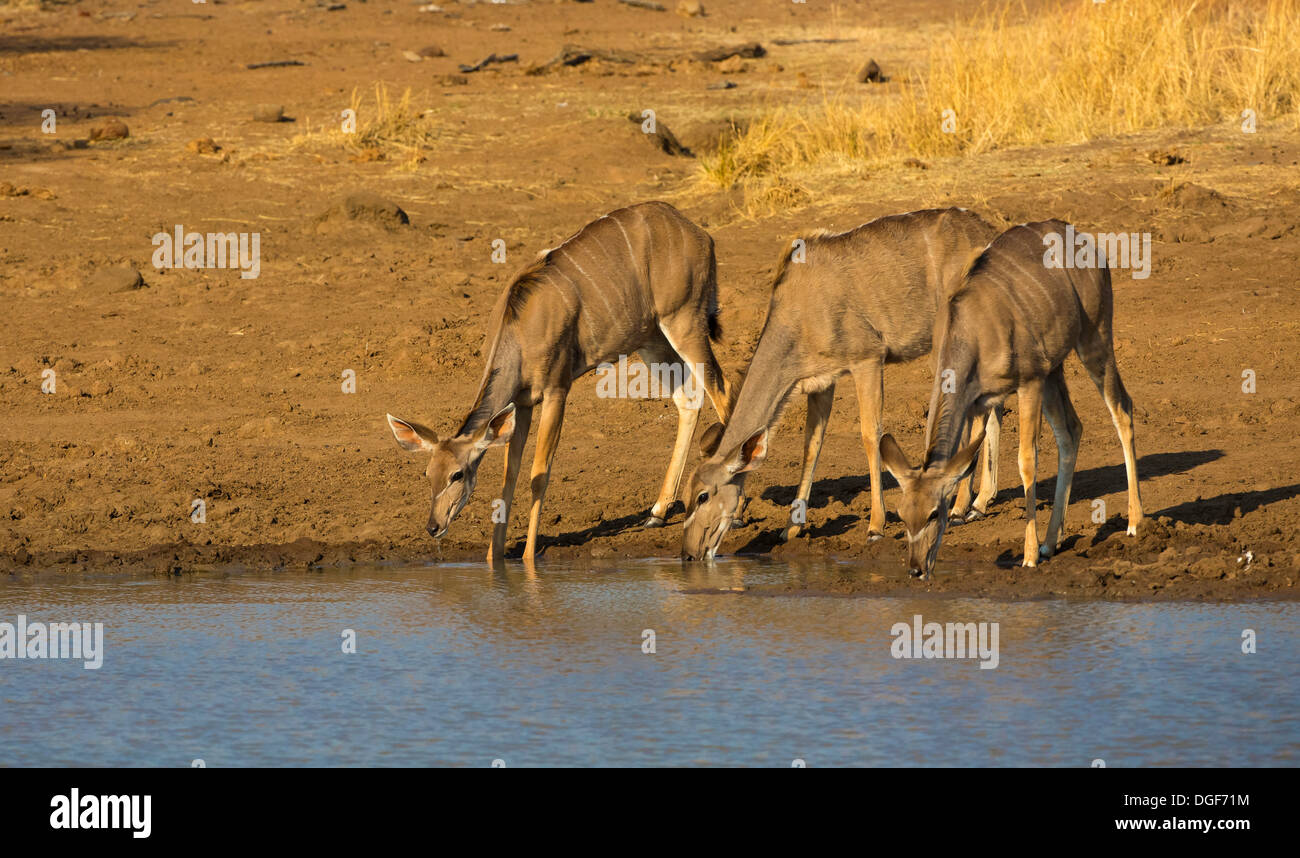 Kudu femmine bere alla rahtlogo waterhole Foto Stock