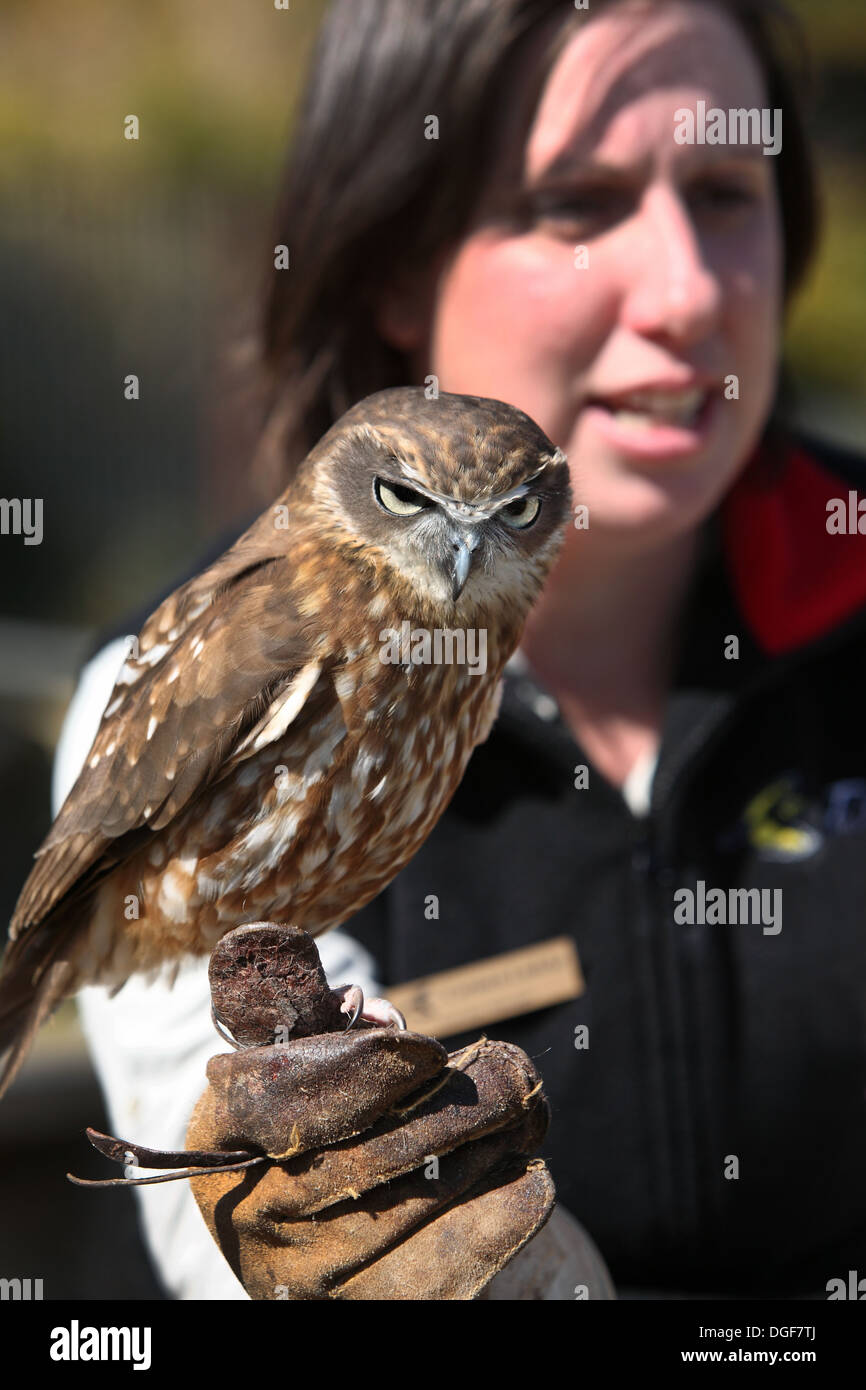 Captive Boobok meridionale Civetta (Ninox novaeseelandiae) con il gestore a O'Reillys rifugio nella foresta pluviale. Queensland, Australia. Foto Stock