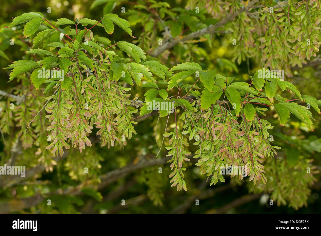 Vite-leafed Acero Vineleaf Acero Cissusblättriger Ahorn, Klimmenblättriger Ahorn, Weinblättriger Ahorn, Acer cissifolium Foto Stock