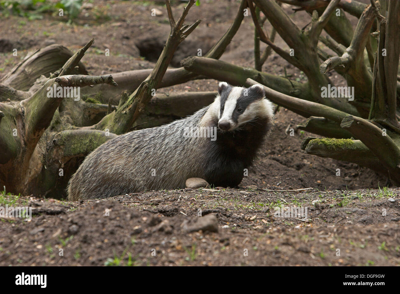 Badger, brock, Dachs un seinem Bau, Europäischer Dachs, Meles meles, Blaireau Foto Stock