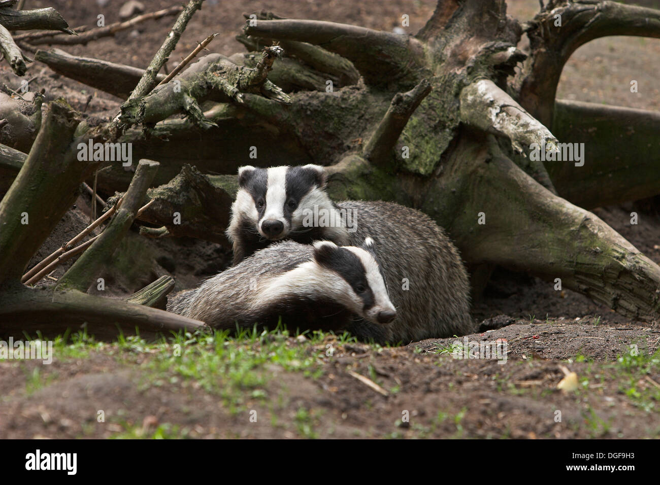 Badger, brock, Dachs un seinem Bau, Europäischer Dachs, Meles meles, Blaireau Foto Stock