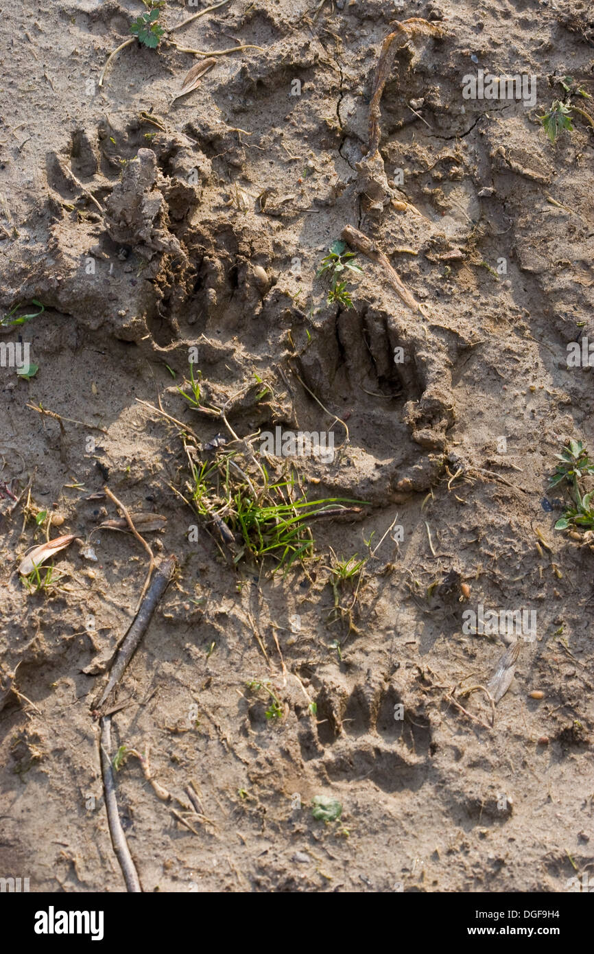 Badger, brock, segno, via, mark, Dachs, Fußspur, Trittsiegel, Fährte im Schlamm, Europäischer Dachs, Meles meles, Blaireau Foto Stock