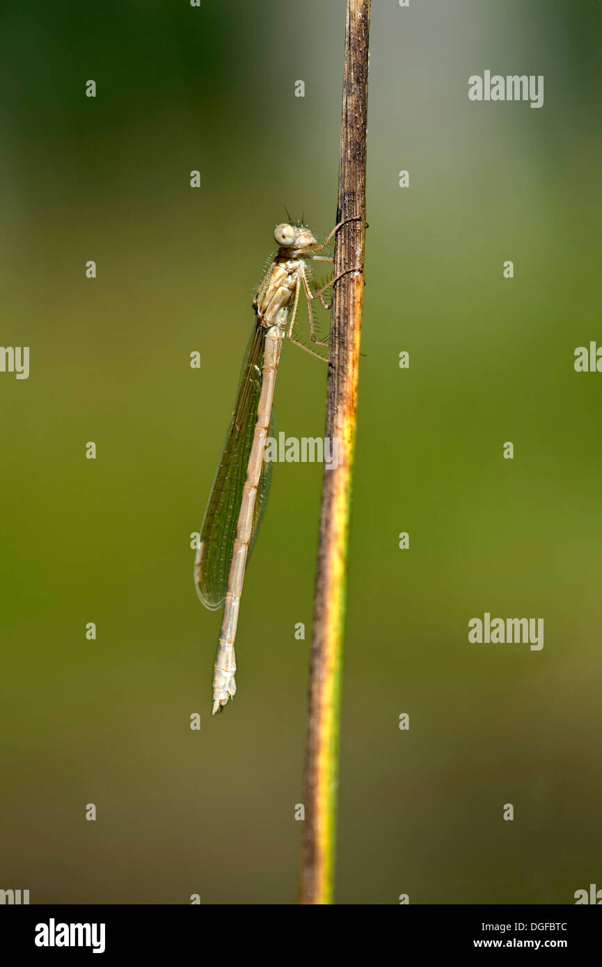 Comune Damselfly invernale (Sympecma fusca), di recente il tratteggio femmine, Cantone di Ginevra, Svizzera Foto Stock