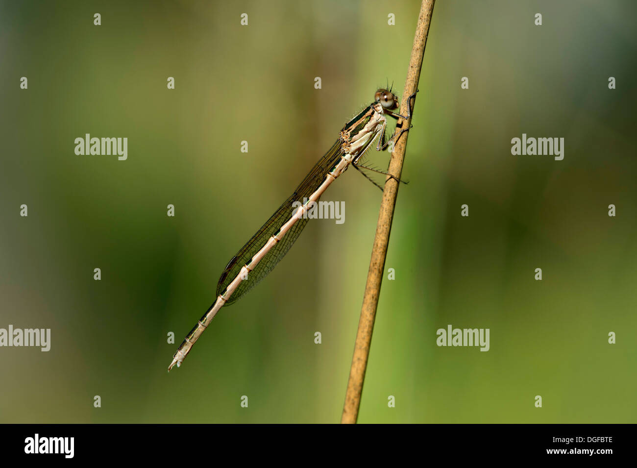 Comune Damselfly invernale (Sympecma fusca), maschio, il Cantone di Ginevra, Svizzera Foto Stock
