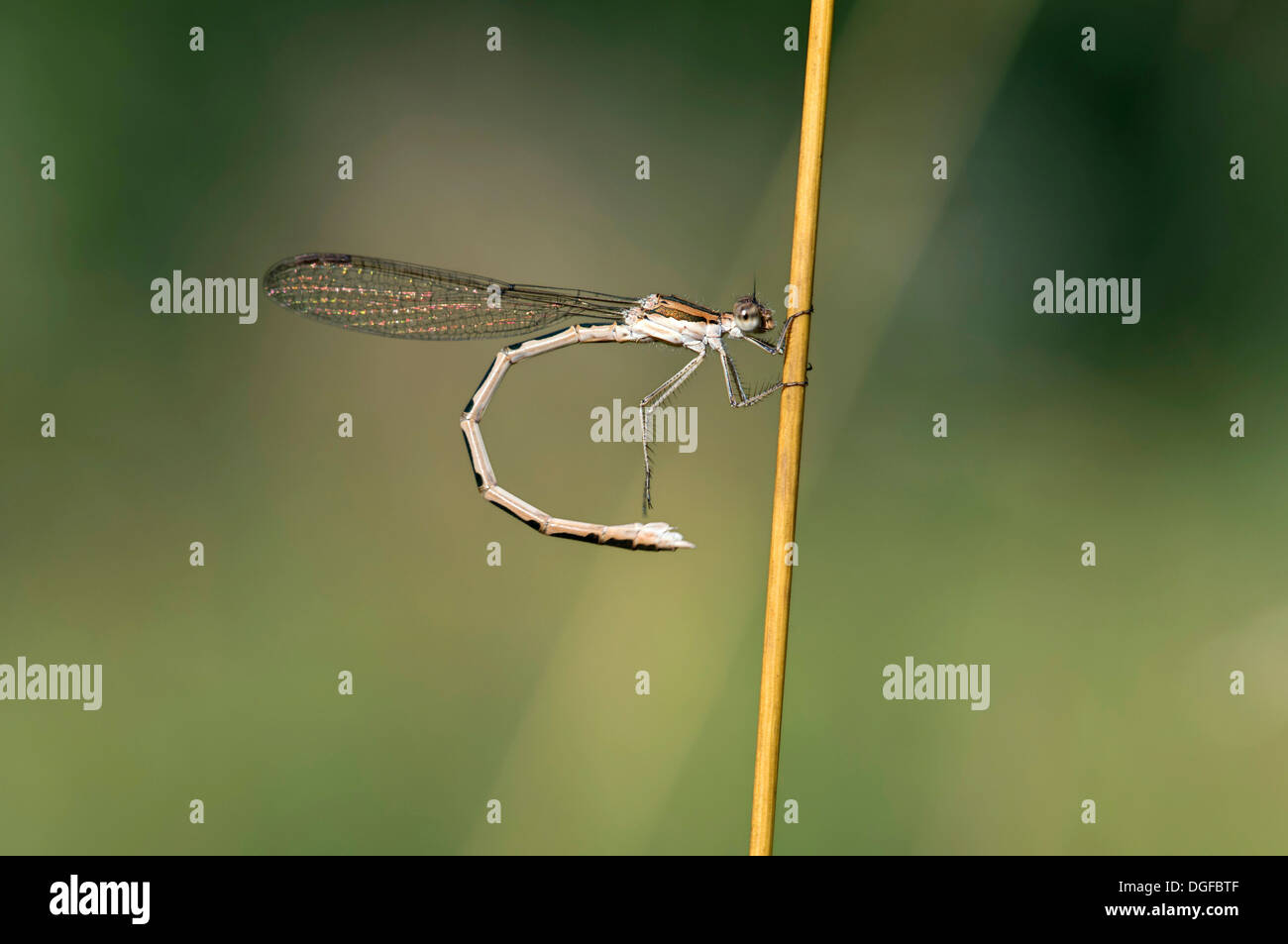 Comune Damselfly invernale (Sympecma fusca), femmina, il Cantone di Ginevra, Svizzera Foto Stock