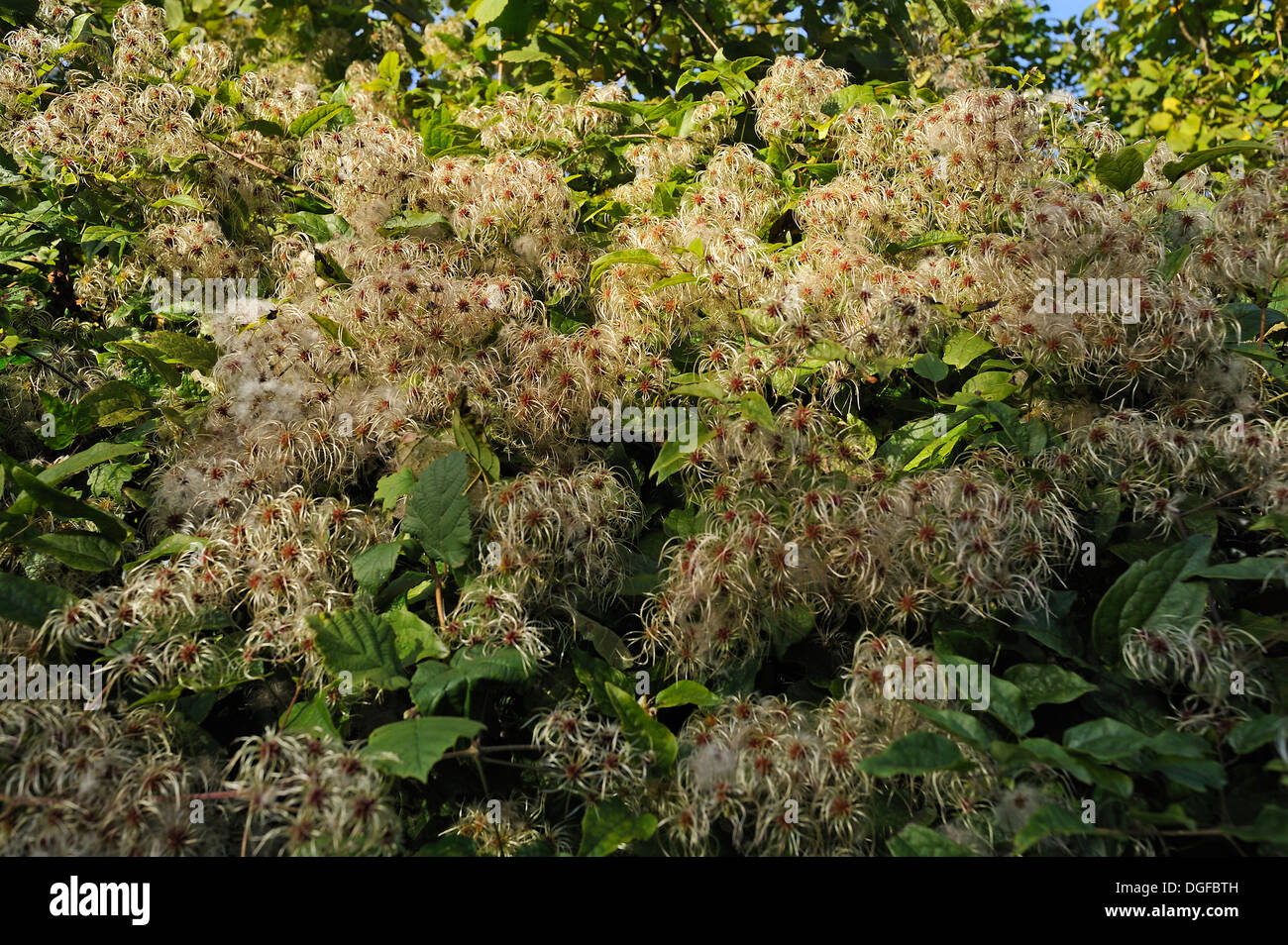 Clematis (Clematis), fiori di appassimento, Alta Franconia, Baviera, Germania Foto Stock