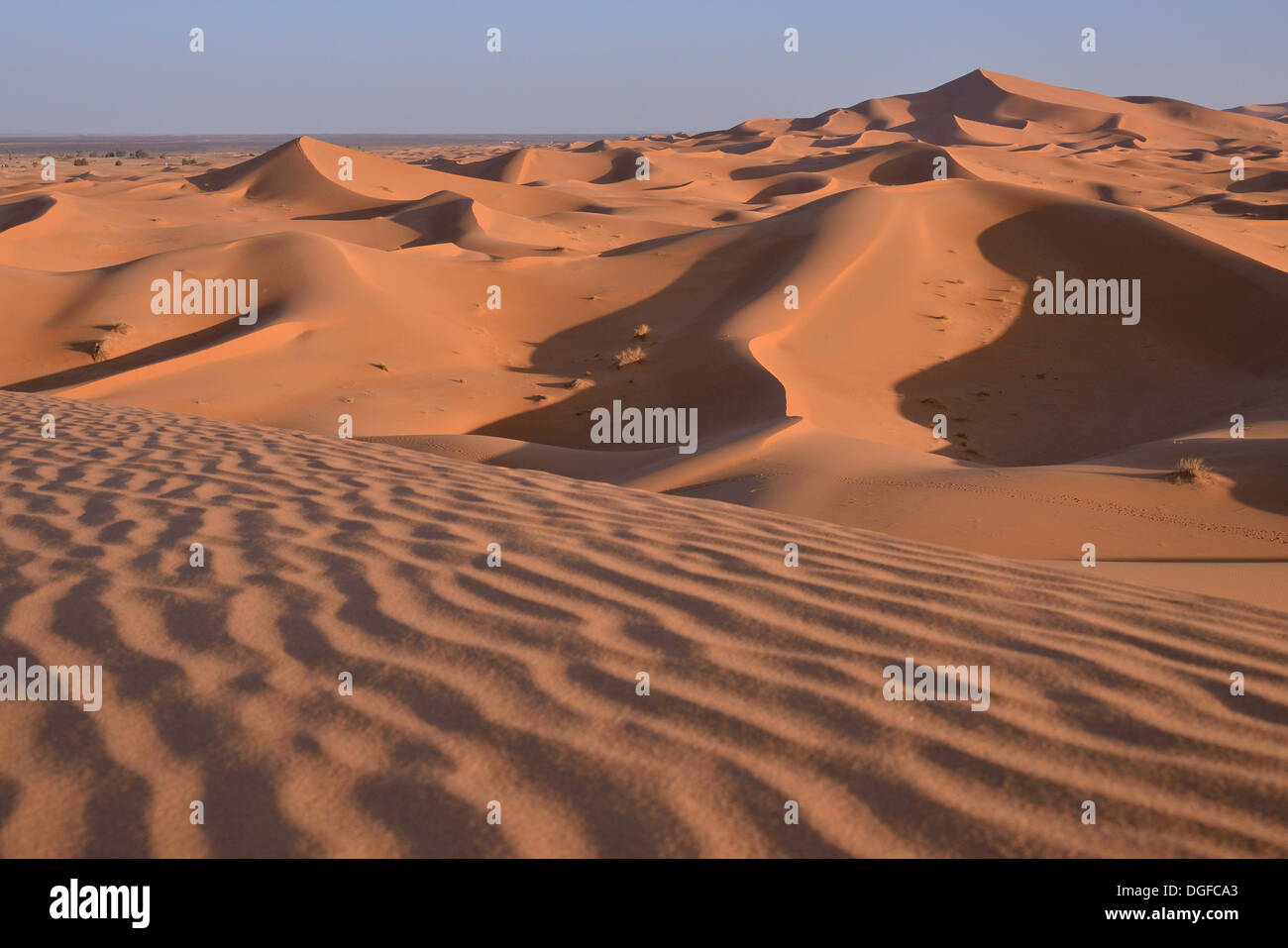 Dune nella luce del mattino, grande mare di sabbia, Sahara, Merzouga, regione Meknès-Tafilalet, Marocco Foto Stock