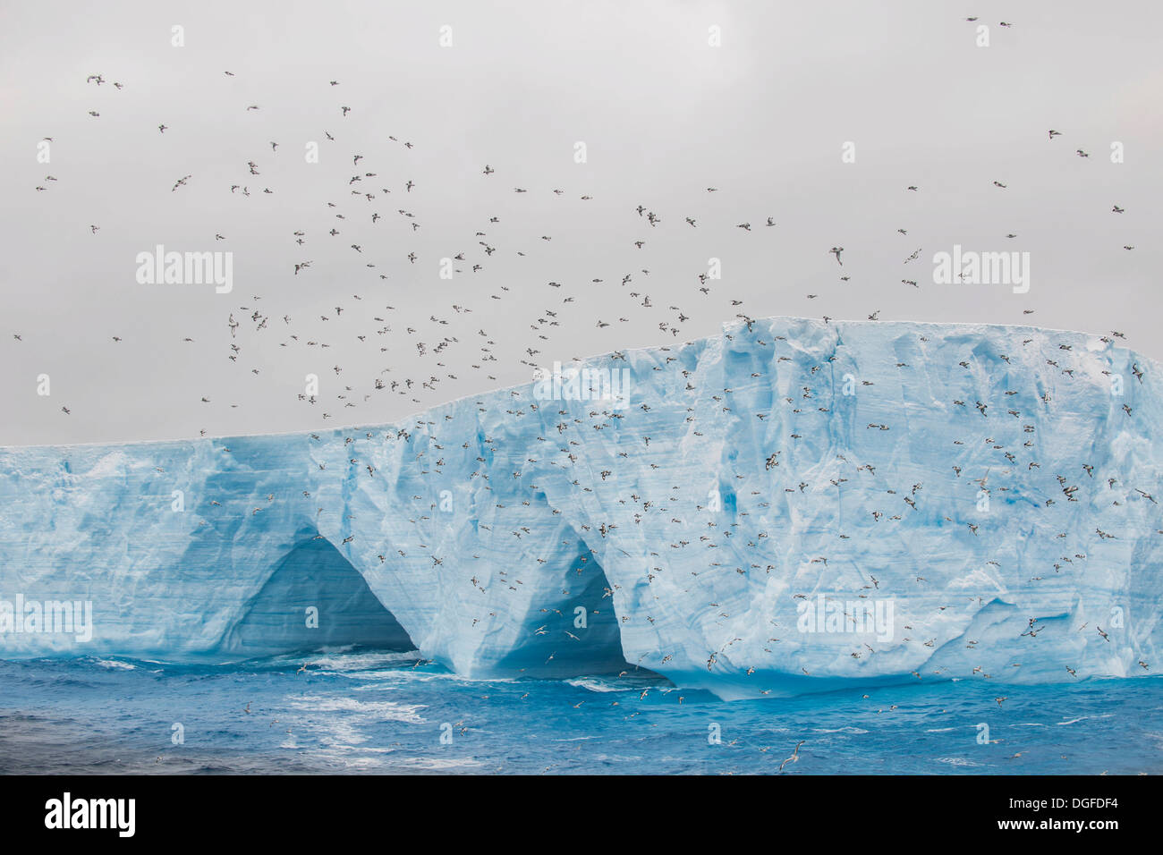 Cape Petrel, Cape piccione o Pintado Petrel (Daption capense) su un iceberg nel sud dell'Oceano Atlantico, il Mare di Weddell Foto Stock