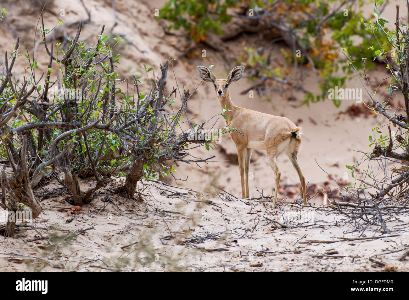 Steenbok (Raphicerus campestris), femmina, Namibia Foto Stock