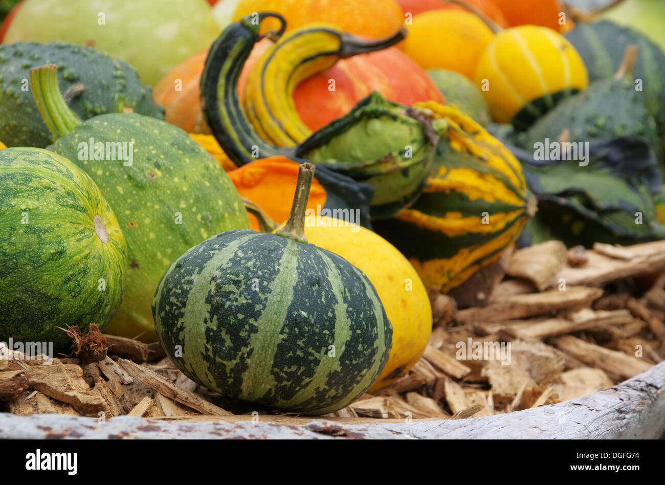 Zierkürbis - Zucca ornamentale 19 Foto Stock