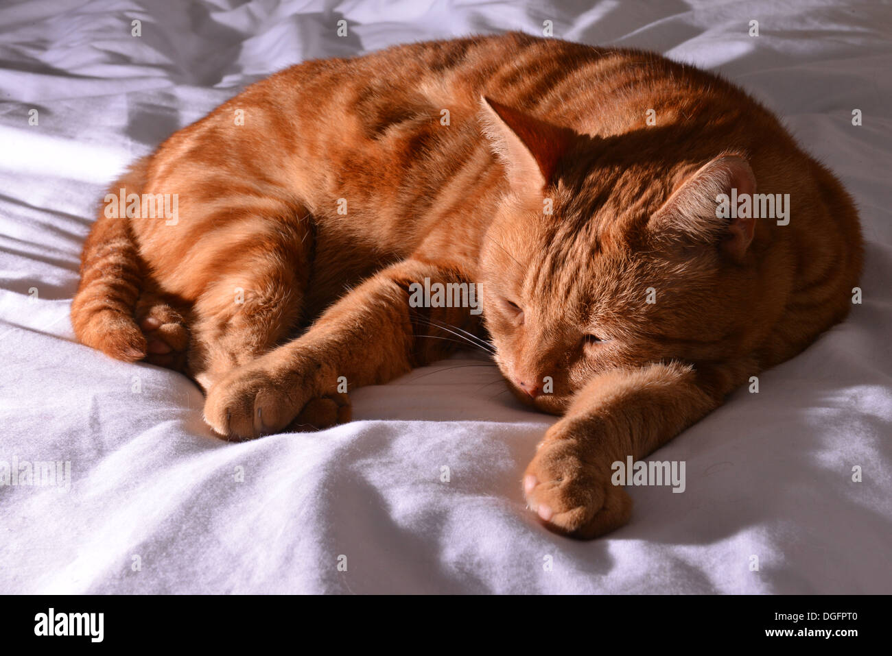 Lo zenzero cat dormire su un foglio bianco Foto Stock