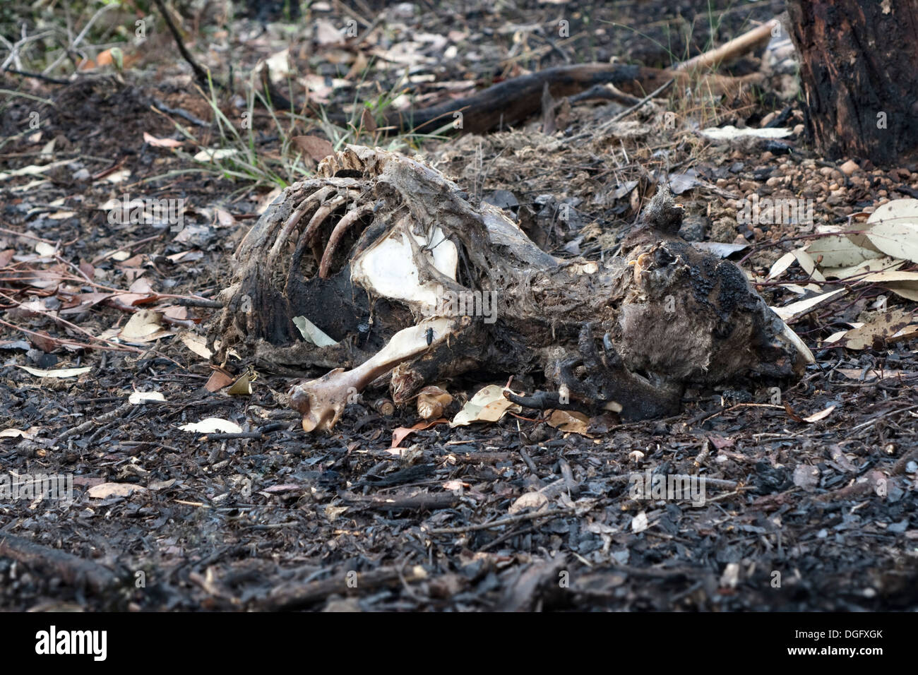 Resti di occidentale Canguro grigio dopo bush fire, Macropus fuliginosus, Australia Foto Stock