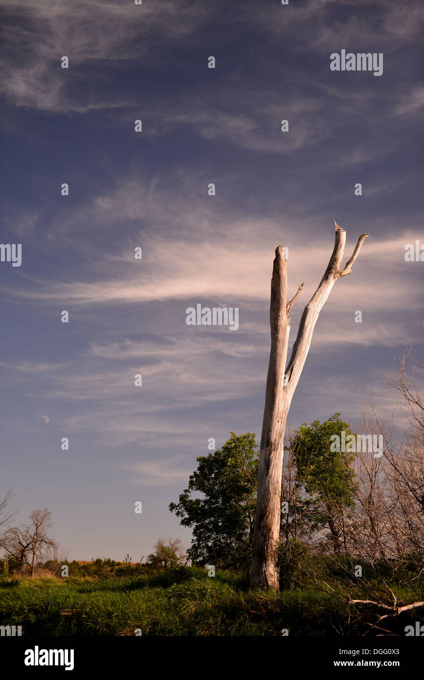 Prominente Lone Tree al tramonto Foto Stock