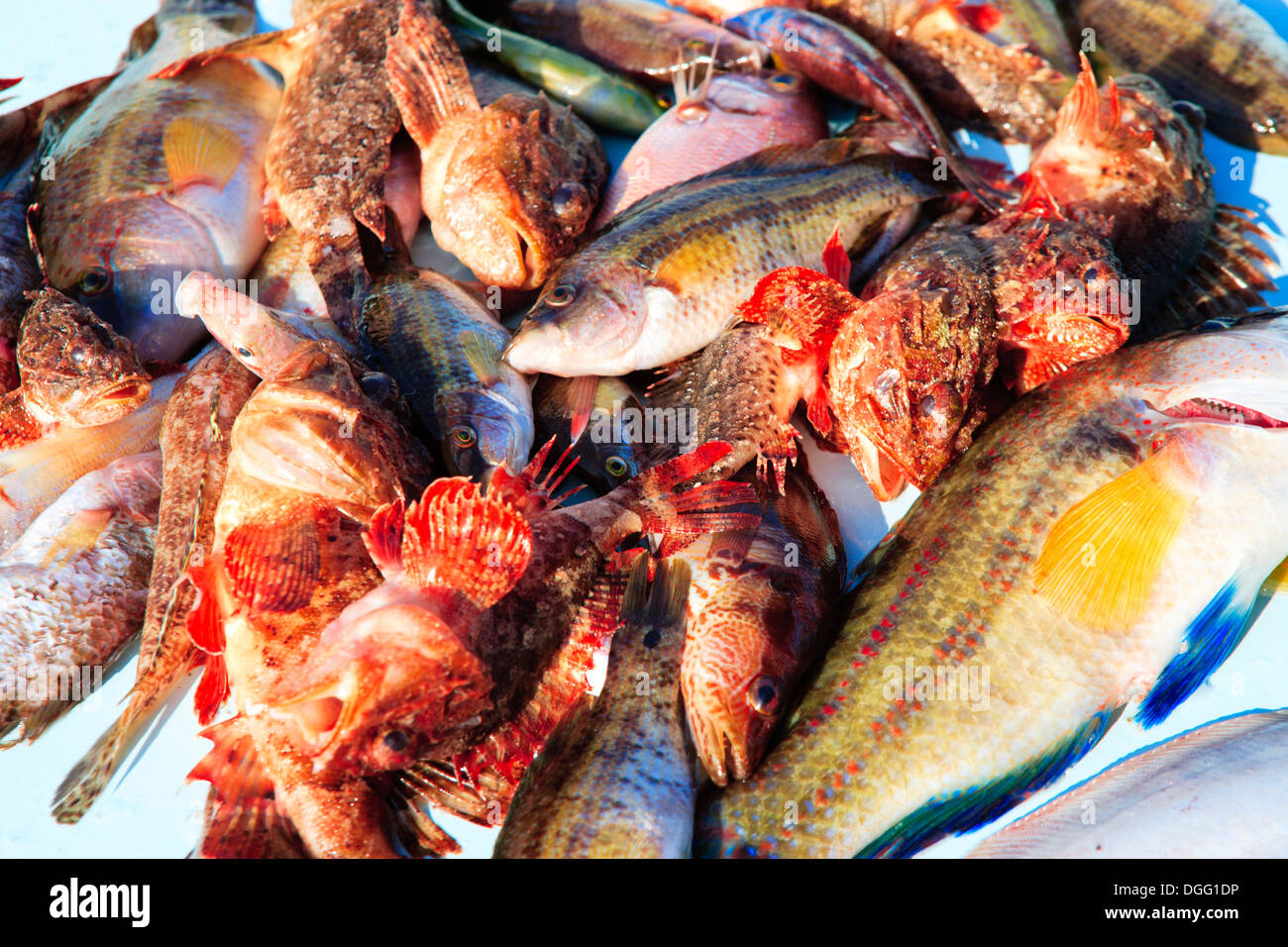 Marsiglia - pesce - il mercato del pesce Foto Stock