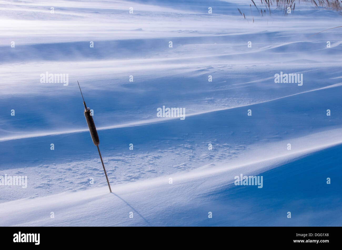 Comune di tifa (Typha latifolia) combattendo Winter tempesta di neve sulle praterie canadesi. Foto Stock