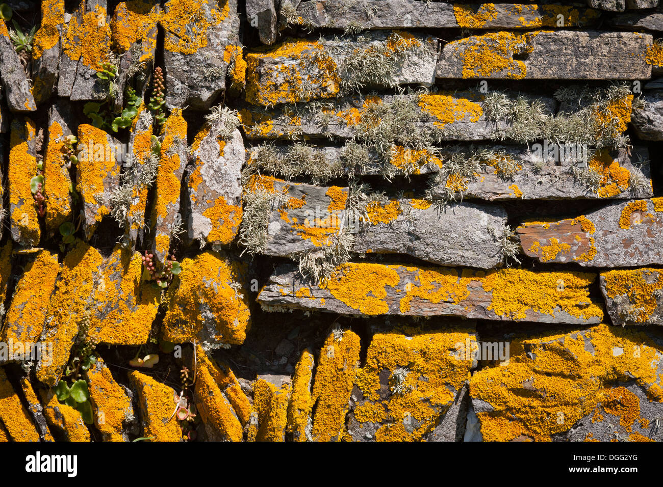 Close-up di una pietra a secco parete ricoperta di lichene arancione. Foto Stock
