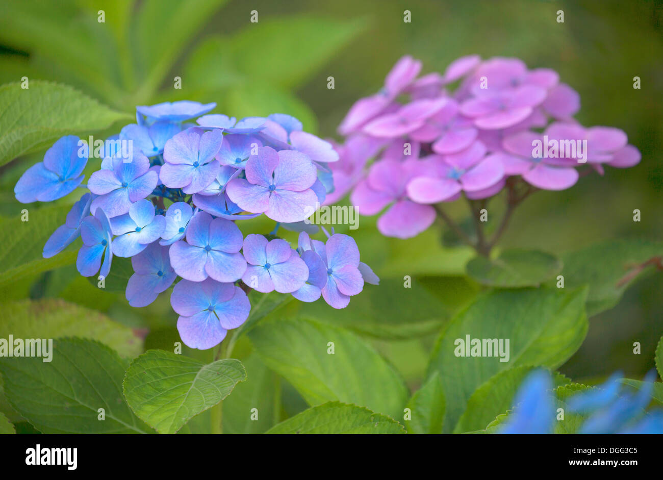 Close up di Hydrangea macrophylla fiori con soft focus e profondità di campo. Foto Stock