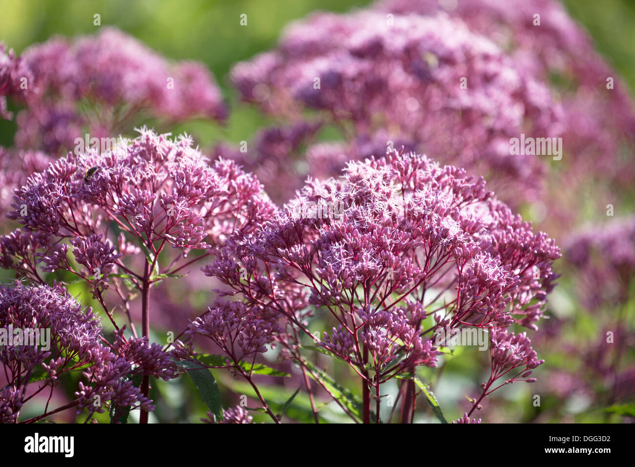 Close up Joe-Pye Weed fiore con profondità di campo ridotta. Foto Stock