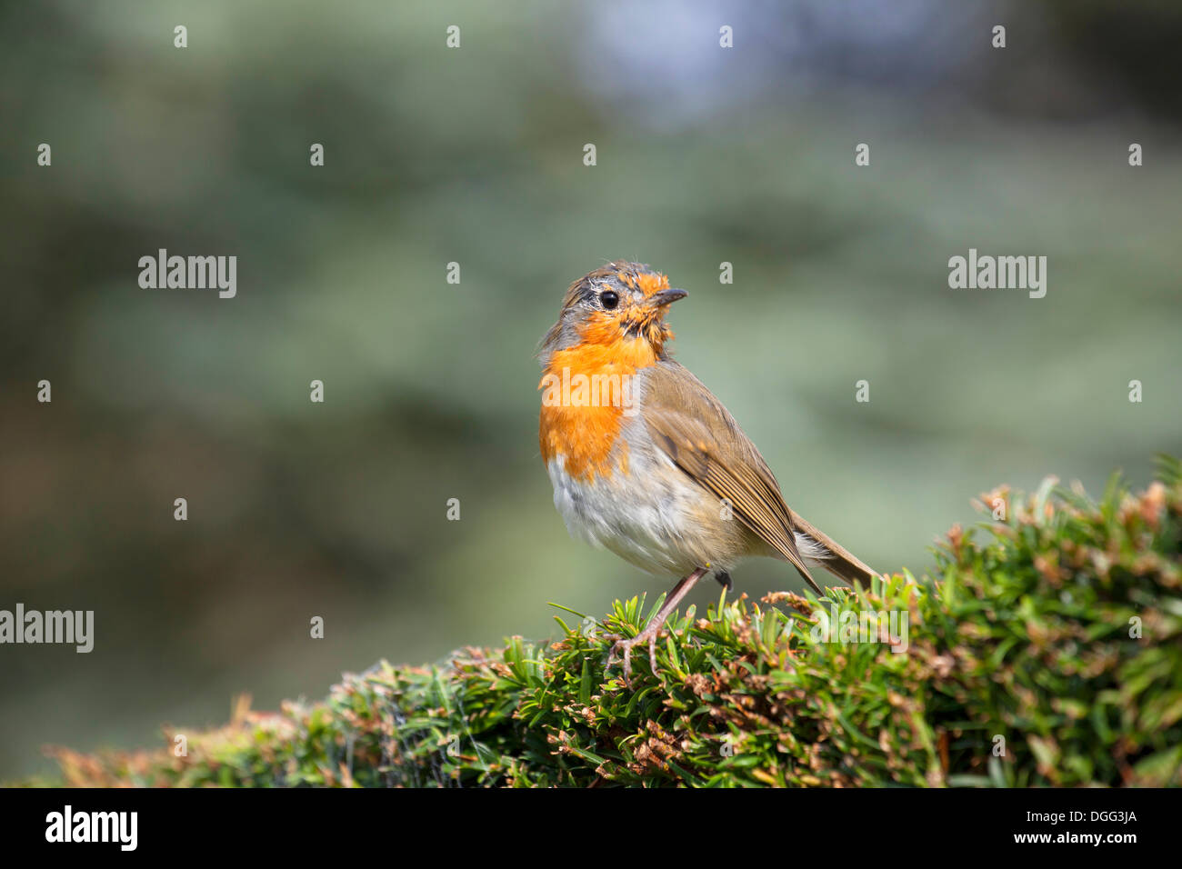 Close up di Robin in allevamento piumaggio arroccato su yew hedge in giardino. Foto Stock