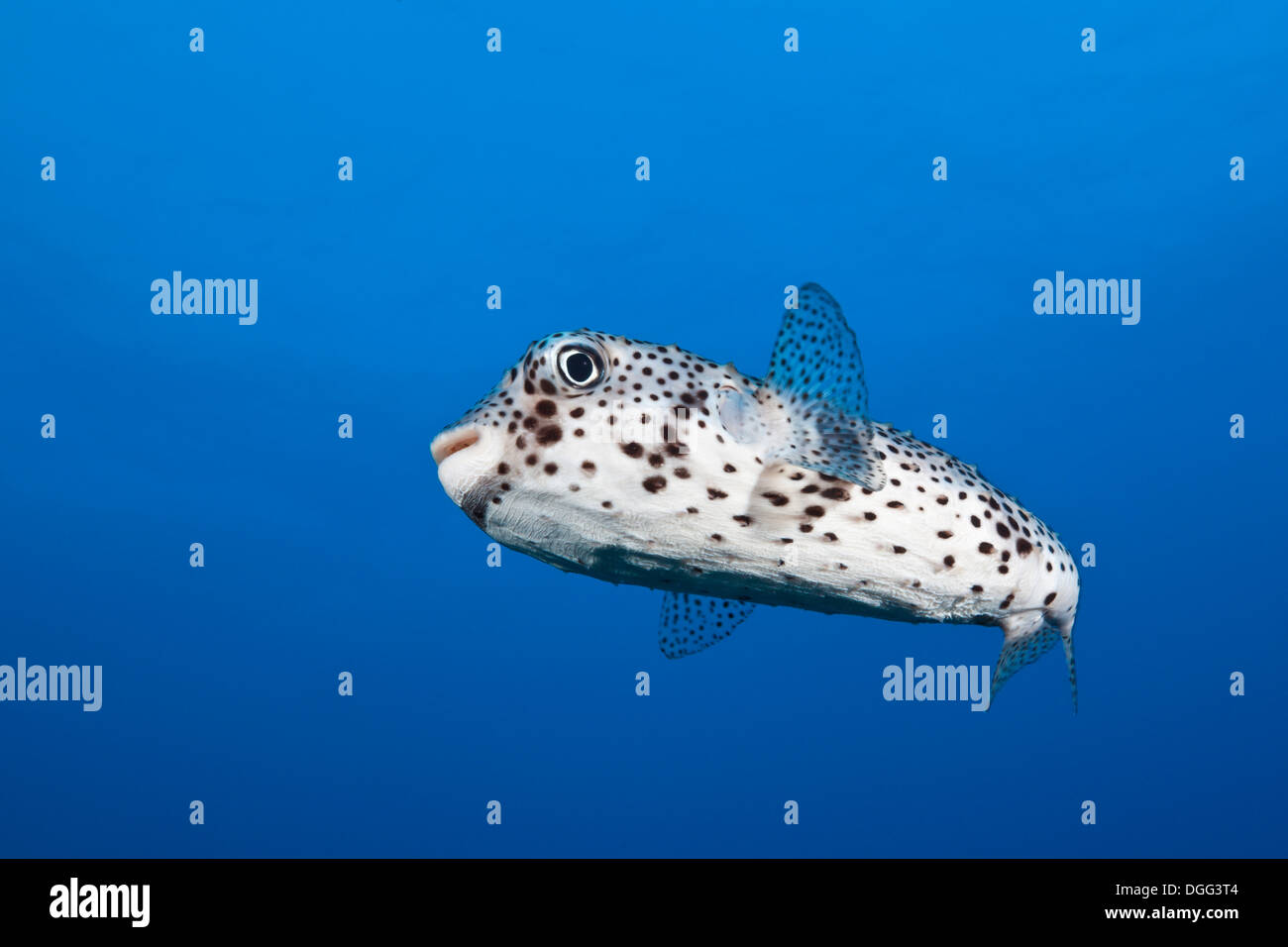 Common Porcupinefish, Diodon hystrix, Socorro, Revillagigedo Islands, Messico Foto Stock