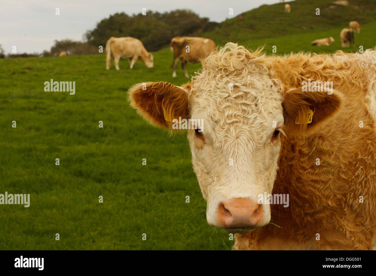 mucca in un campo Foto Stock