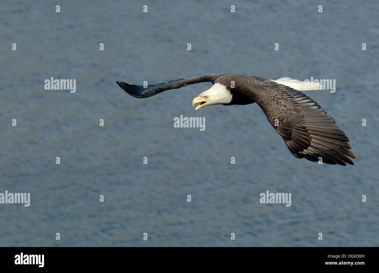 Adulto aquila calva (Haliaeetus leucocephalus) battenti e urlando minaccia su acqua nel porto olandese, Alaska, isole Aleutian catena, mare di Bering, Unalaska Foto Stock