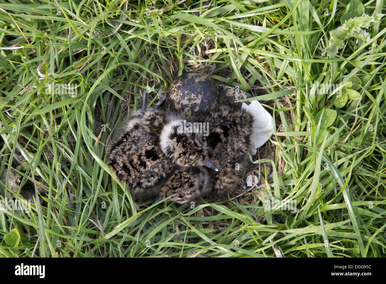 Pavoncella (Vanellus vanellus) uovo e due nuovi pulcini usciti dal guscio nel nido, Suffolk, Inghilterra, può Foto Stock