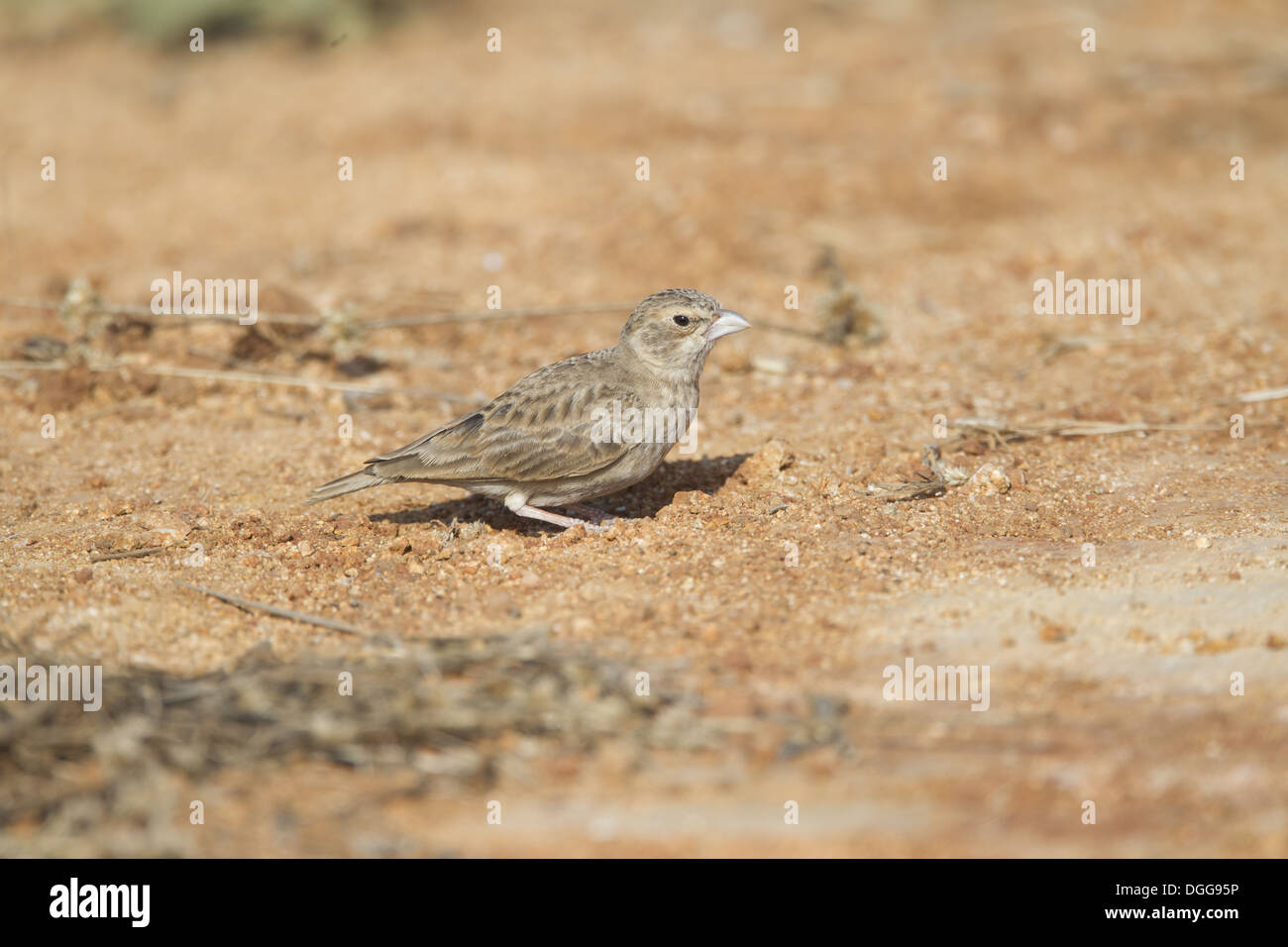 Ashy-incoronato Sparrow-lark (Eremopterix griseus) femmina adulta in piedi sul suolo Hesseregatta Bangalore Karnataka India Febbraio Foto Stock