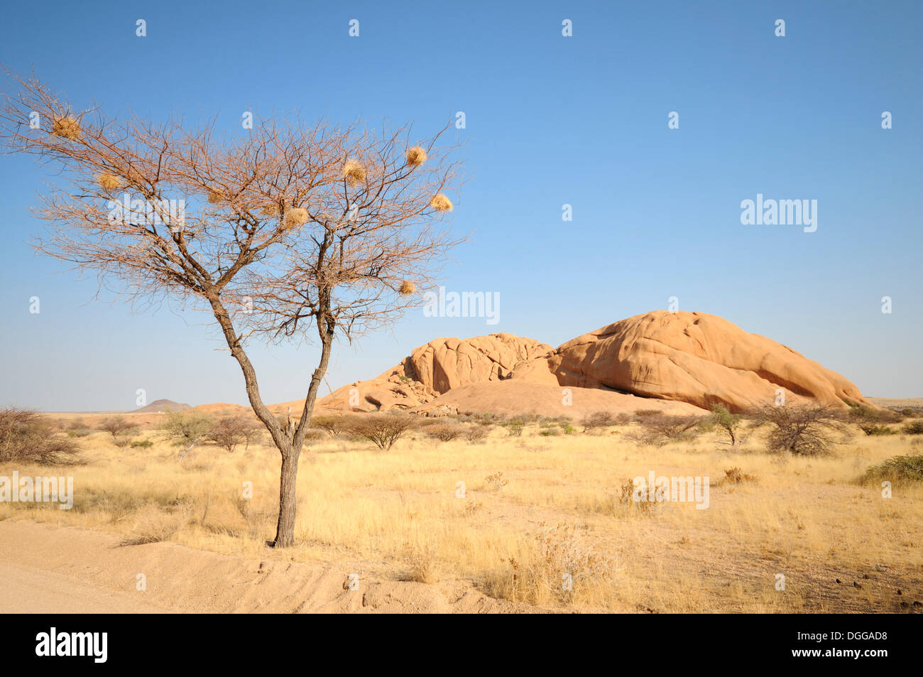 Savana paesaggio con rocce di granito delle montagne Pontok, Spitzkoppe Große Spitzkuppe Riserva Naturale, Namibia Foto Stock