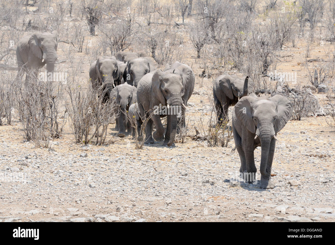 Allevamento di bush africano Elefante africano (Loxodonta africana) in esecuzione per la moringa Waterhole, Halali, Etosha-Nationalpark, Regione di Kunene Foto Stock