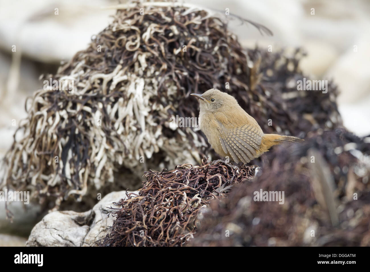 Cobb di Wren (Troglodytes cobbi) adulto, con ali abbassate, in piedi sulle alghe secche, Isole Falkland, Novembre Foto Stock