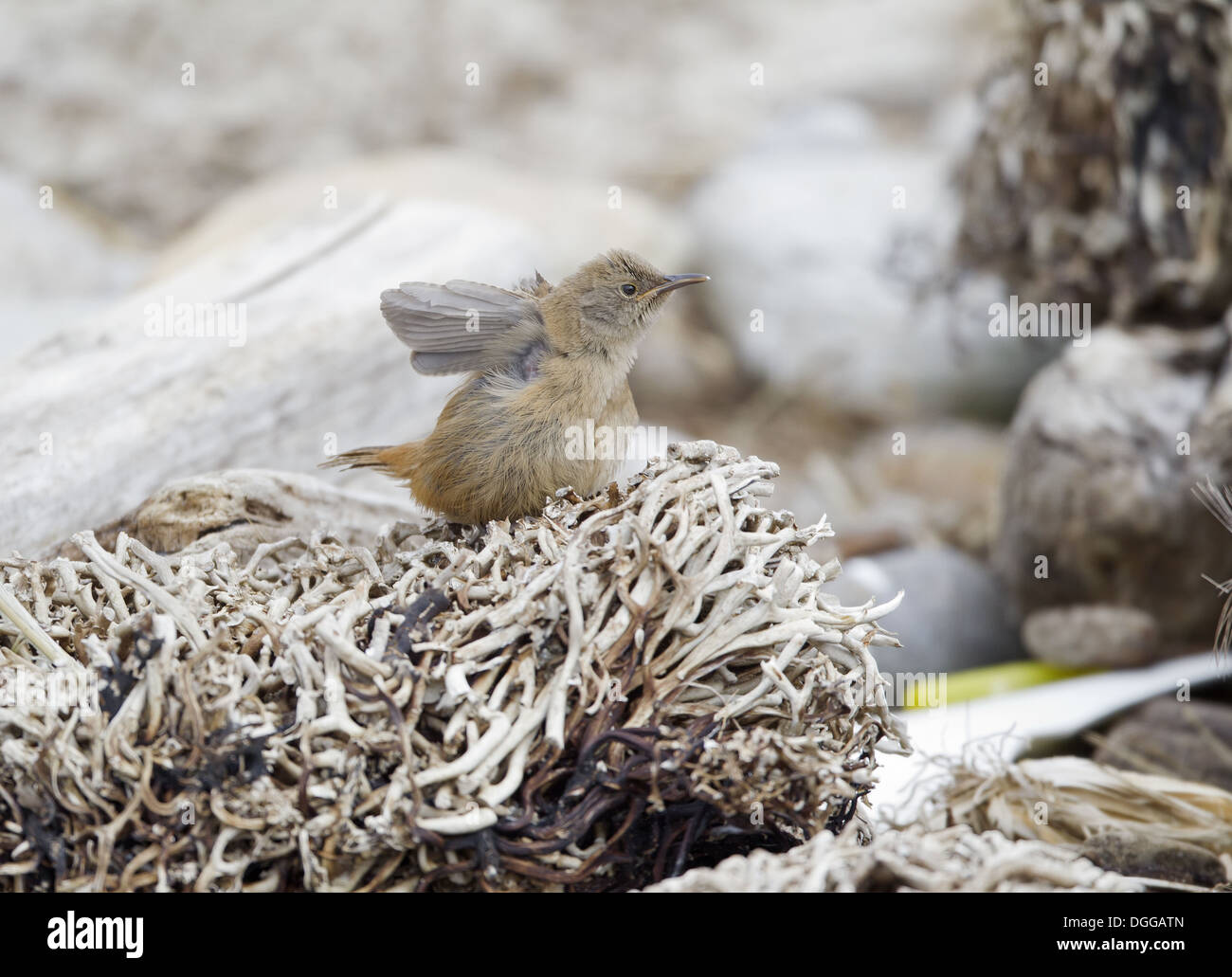 Cobb di Wren (Troglodytes cobbi) adulto, con ali sollevato, in piedi sulle alghe secche, Isole Falkland, Novembre Foto Stock