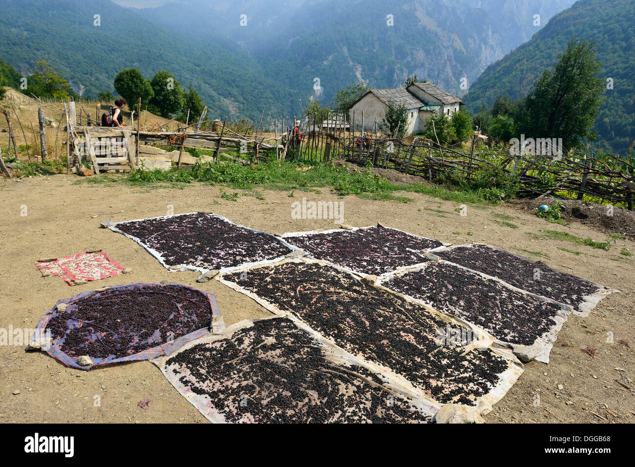 Europeo, NERO bacche di sambuco (Sambucus nigra) essiccazione al sole nei pressi di una vecchia casa colonica in Cerem, Valbona Parco Nazionale Foto Stock