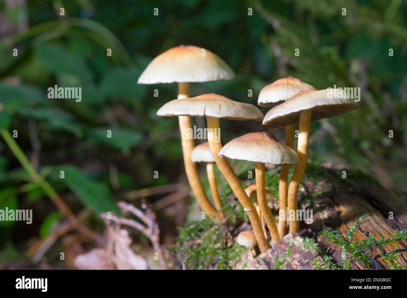 I funghi che crescono su un albero marcio in una foresta Foto Stock