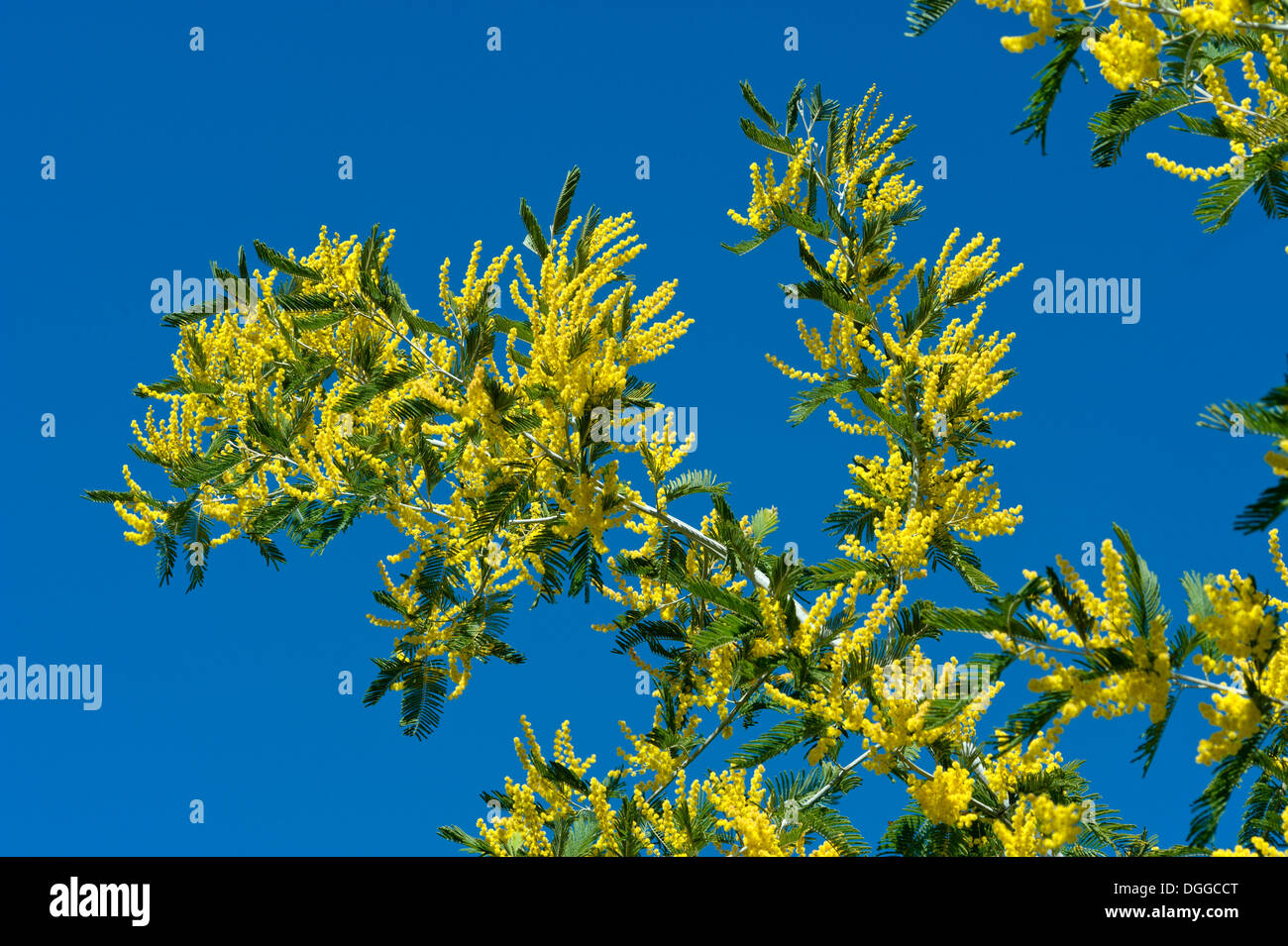 Il Portogallo, Algarve, Monchique Acácia Mimosa in fiore Foto Stock