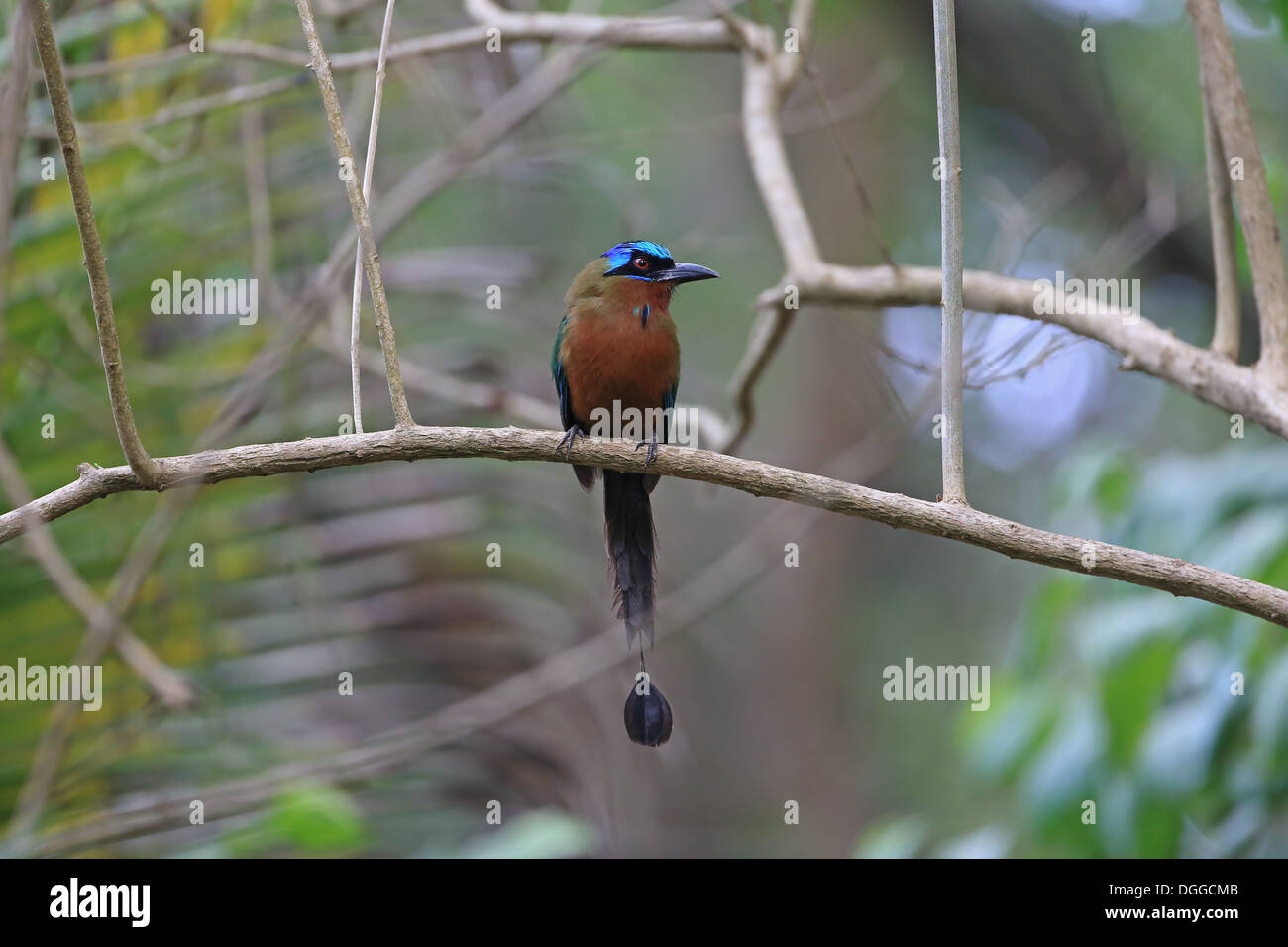 Trinidad Motmot (Momotus bahamensis) adulto, appollaiato sul ramo, Tobago Trinidad e Tobago, può Foto Stock