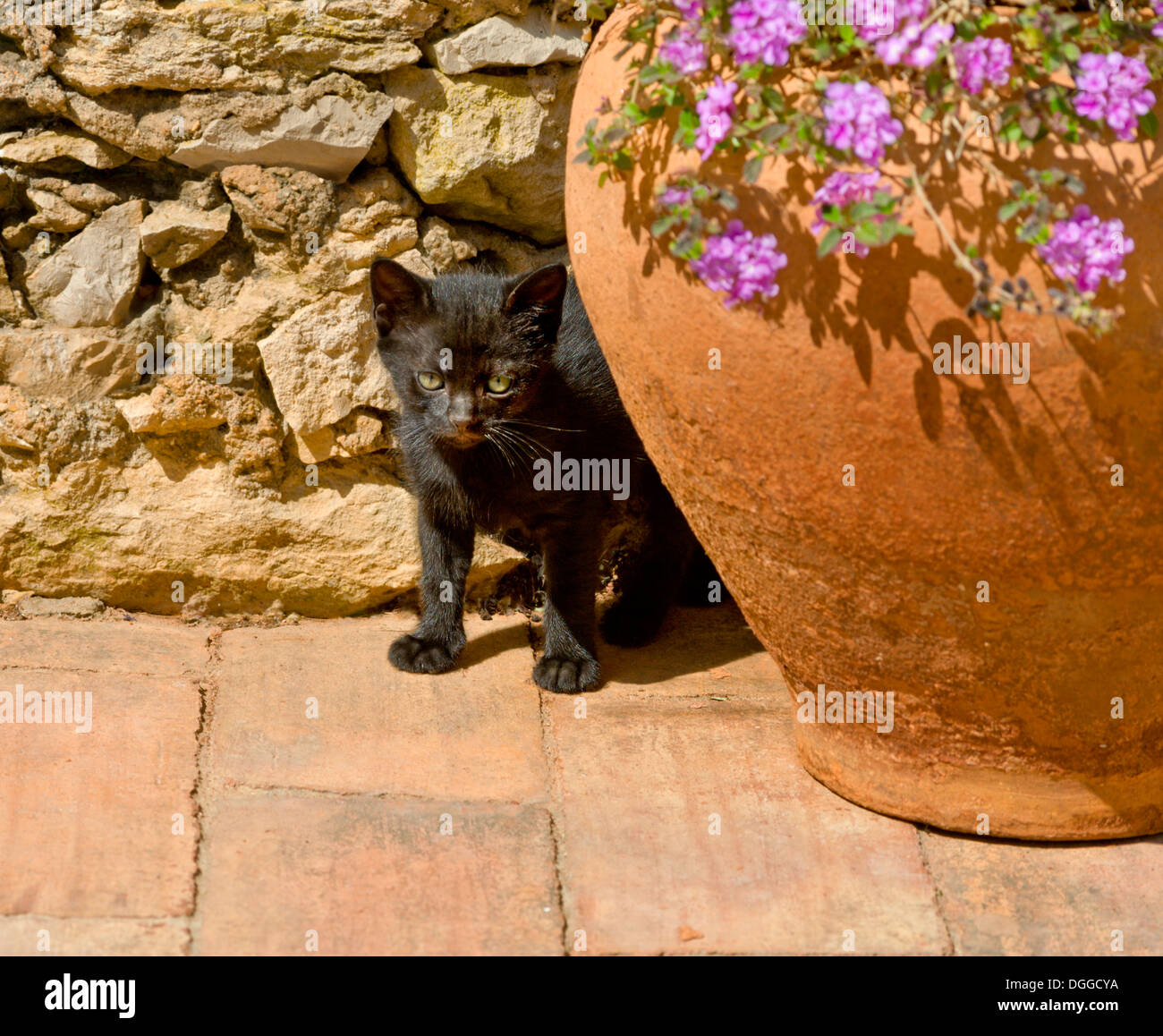 Il Portogallo, Algarve, un nero gattino nascosto dietro un vaso rustico Foto Stock