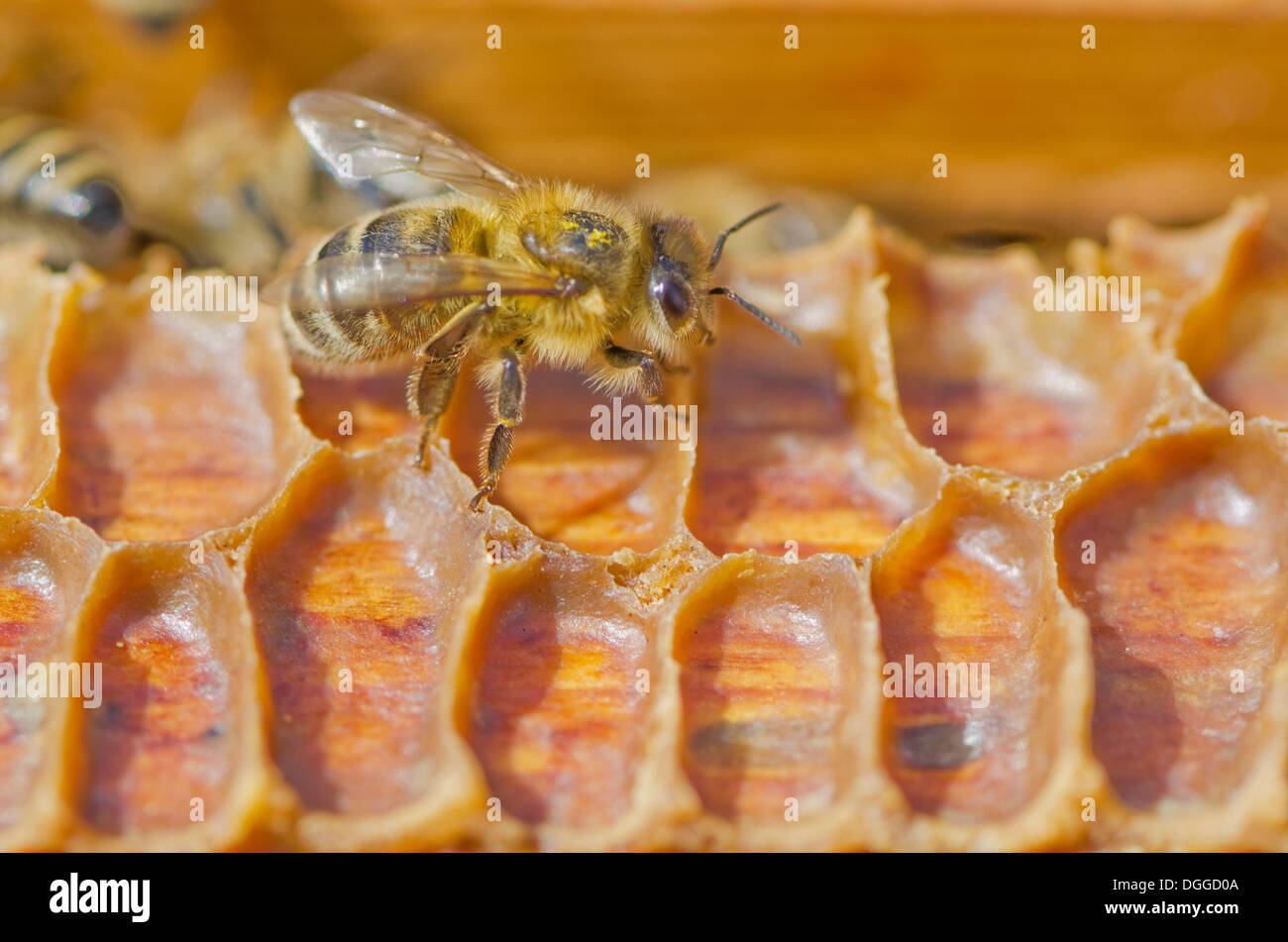 La Carnica api (Apis mellifera Carnica) sui telai di legno dei loro nidi, Nuertingen, Bavaria Foto Stock