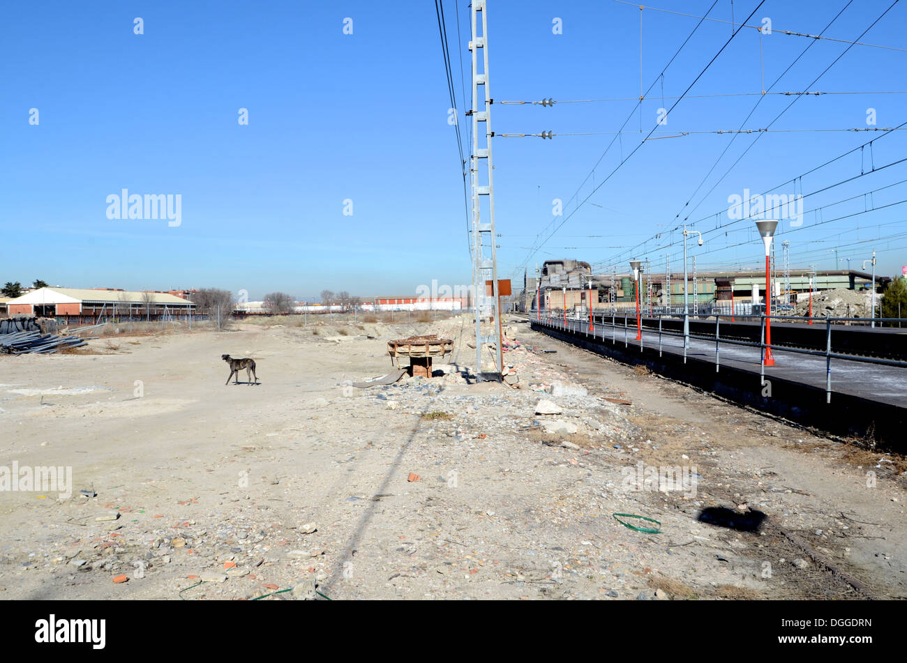 Hounding miseria: abbandonati e affamati levriero spagnolo nei pressi della stazione ferroviaria. Foto Stock