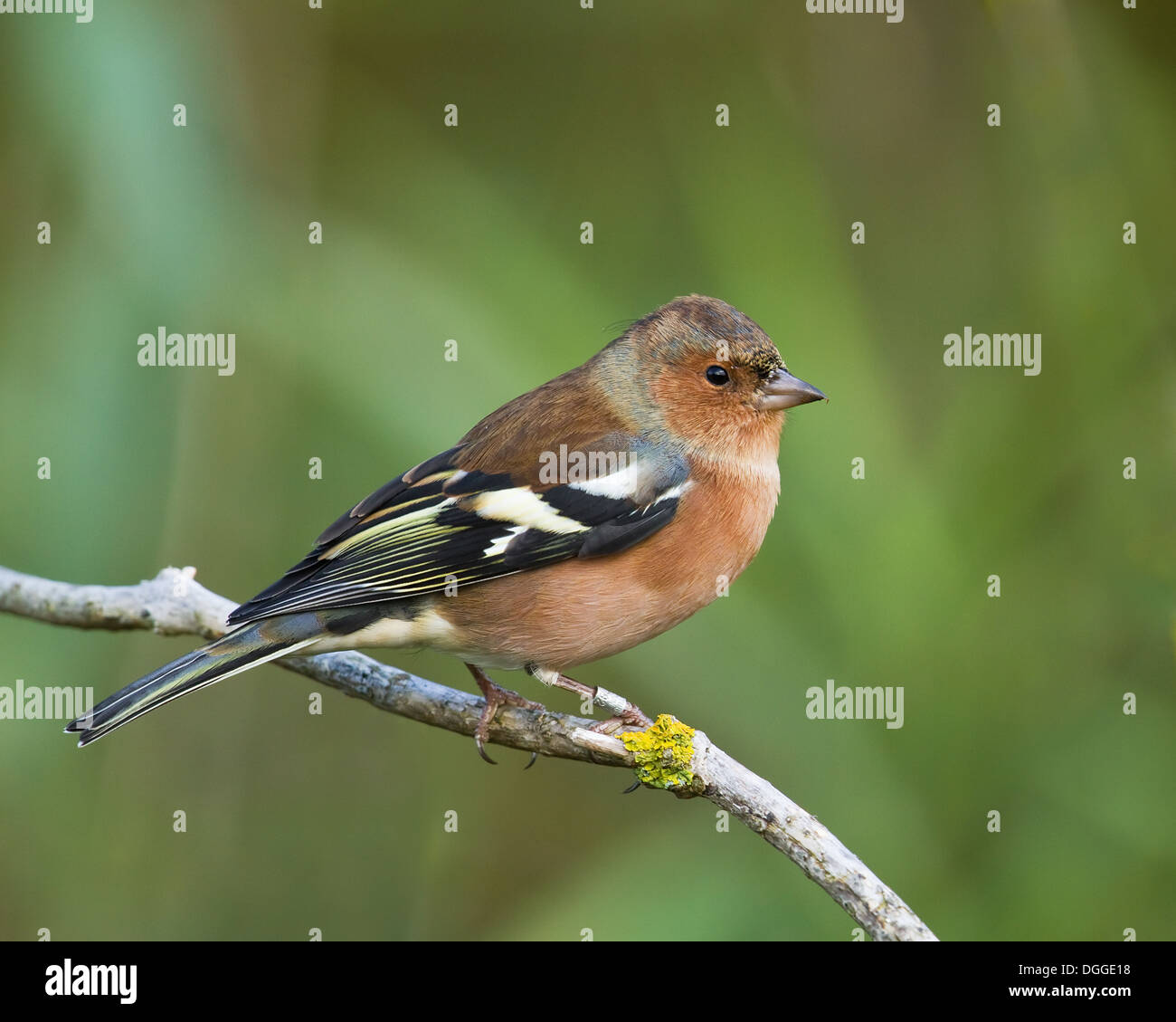 Fringuello maschio appollaiato guardando a destra Foto Stock