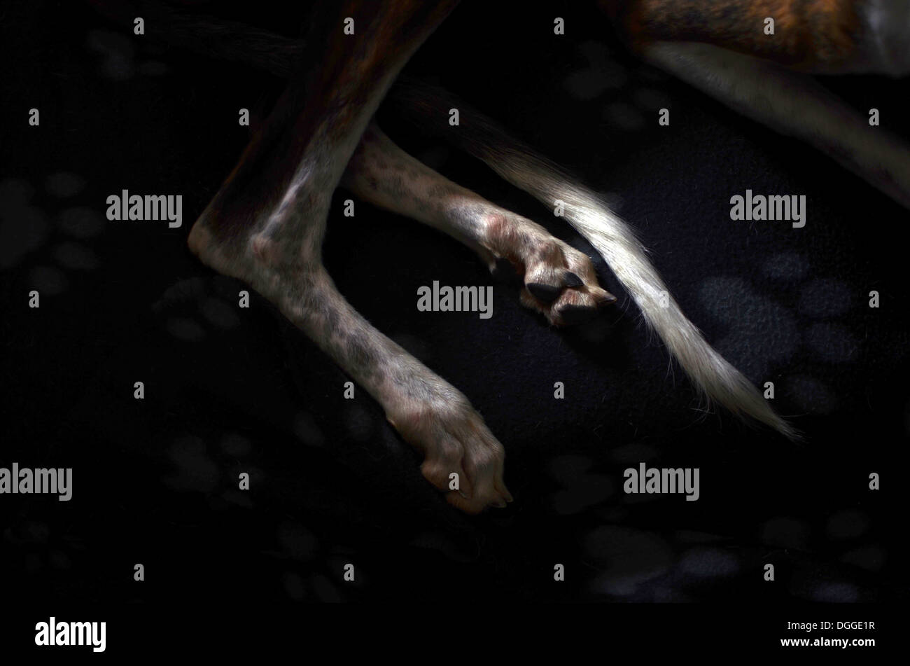La Sfortuna Di Essere Un Galgo Spagnolo Gitano Un Galgo - 