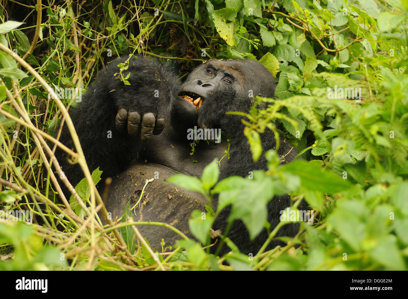 Pianura orientale (Gorilla Gorilla beringei graueri) 'Chimanuka' adulto maschio silverback alimentazione nel sottobosco Kahuzi-Biega Foto Stock