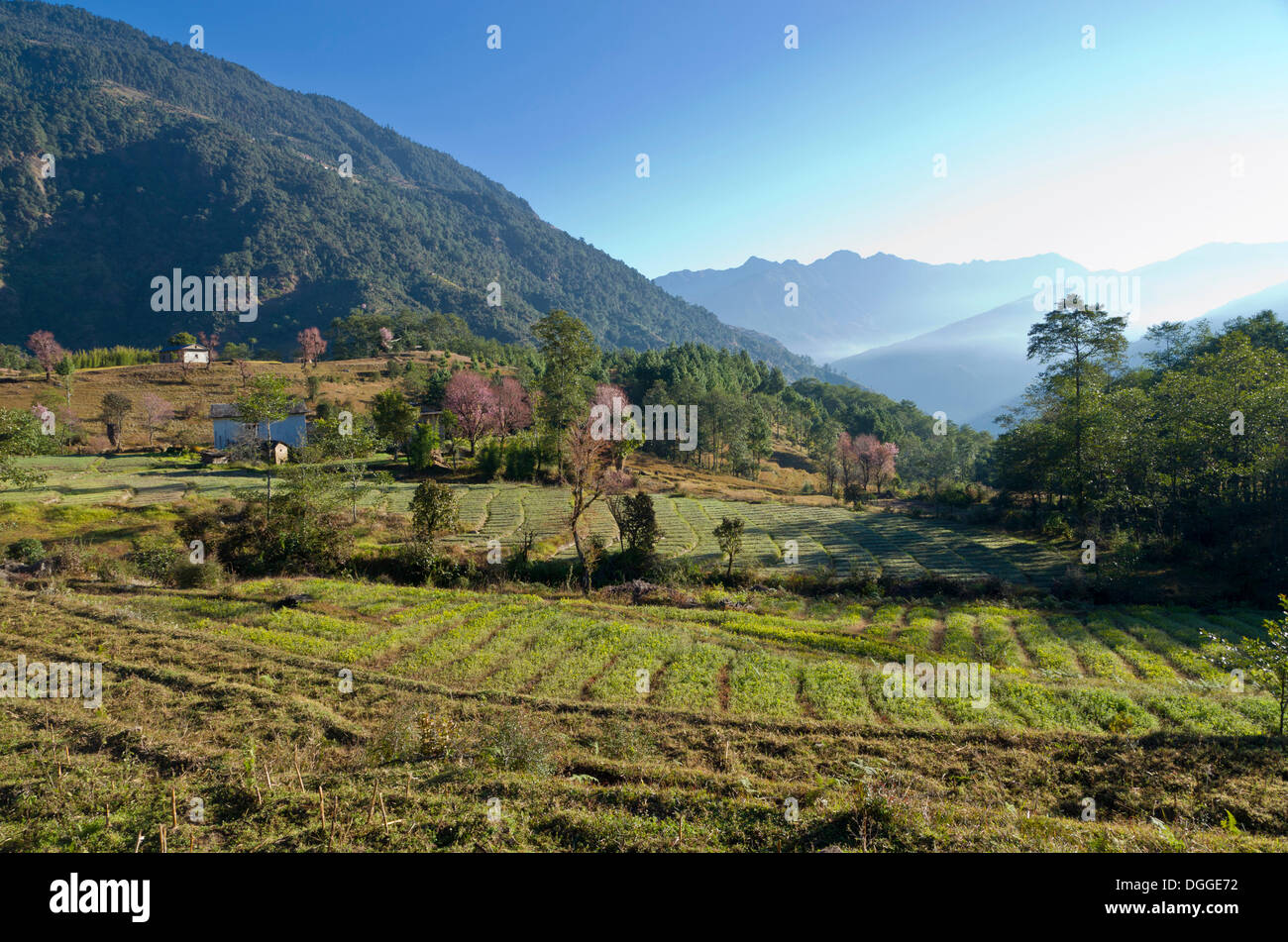 Il paesaggio agricolo con le colline e forrest nel retro, Bhandar, Solukhumbu quartiere Zona Sagarmāthā, Nepal Foto Stock