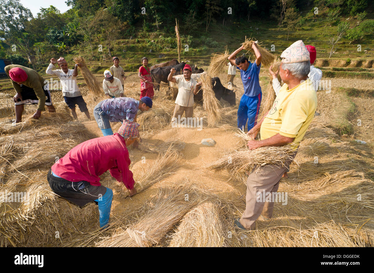 Alcuni uomini di mietitura di prodotti battendo su una roccia, Besisahar, Lamjung District, Nepal Foto Stock