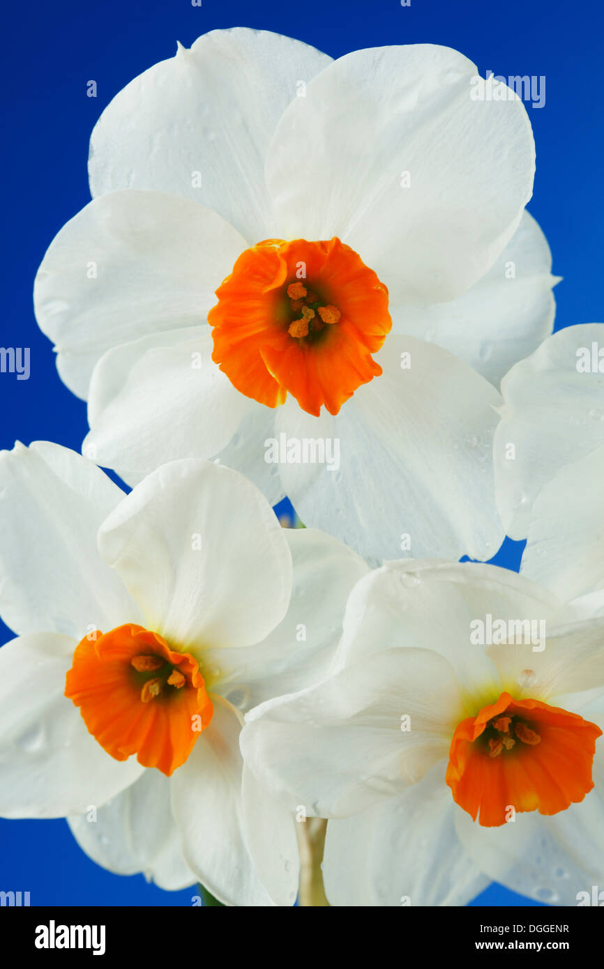 Narcissus 'Geranium' AGM Daffodil Div. 8 Tazetta Aprile Foto Stock