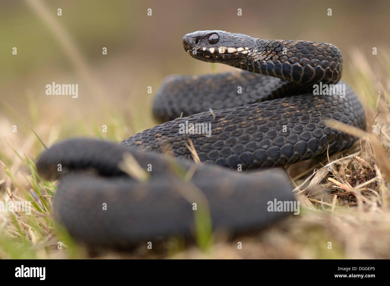 Politica europea comune in materia di sommatore (Vipera berus), maschio giacente avvolto in erba secca, sollevando il capo minaccioso, Paesi Bassi Foto Stock