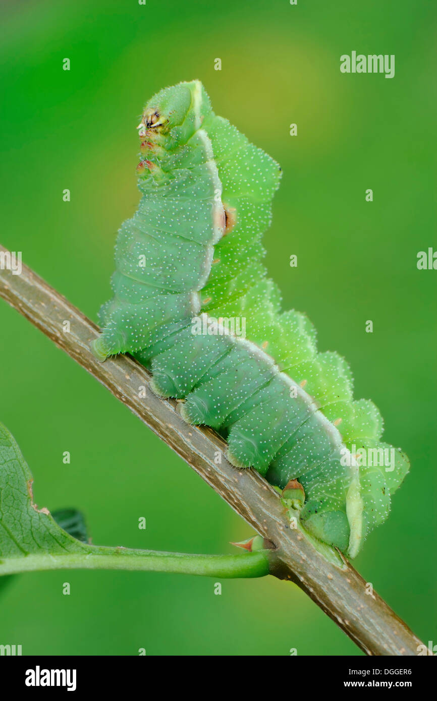 Caterpillar del Tau imperatore tarma (Aglia tau) su un ramoscello, Valle Verzasca, Kanton Tessin, Svizzera Foto Stock