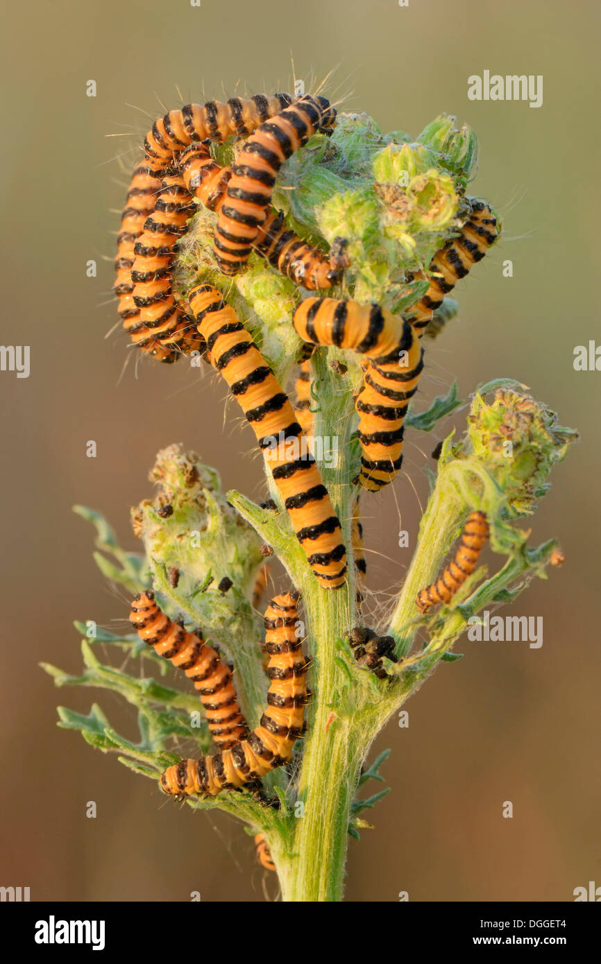 I bruchi dal cinabro Tarma (Tyria jacobaeae), infestazione su un fiore di erba tossica, Münsterland, Renania settentrionale-Vestfalia Foto Stock