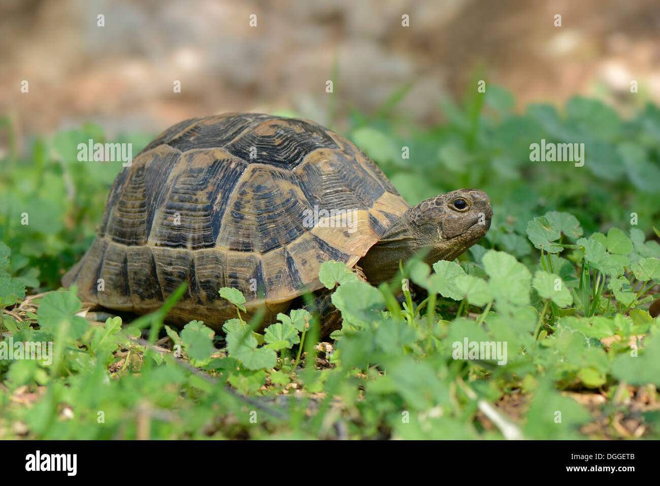 Sperone-thighed tartaruga (Testudo graeca), completamente cresciuti, tra il verde delle foglie, Dalyan Delta, Dalyan, Lykien, Turchia Foto Stock